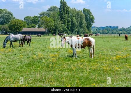 Stand des chevaux en pré herbeux vert avec des fleurs jaunes aux beaux jours, à quelques km de Rotterdam, Pays-Bas Banque D'Images