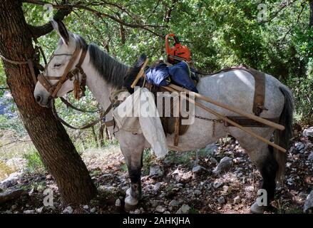 L'entretien des sentiers de randonnée sur la mule en Valle delle Ferriere, Pontone, Italie Banque D'Images