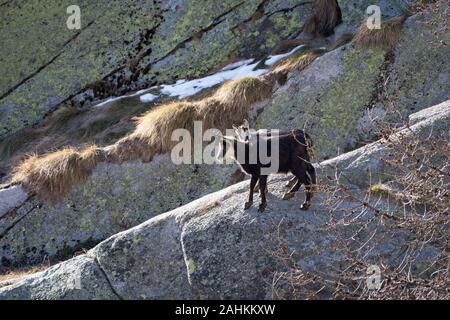 Mère chamois et chiot sur les Alpes italiennes en hiver. Parc National du Gran Paradiso, Italie Banque D'Images