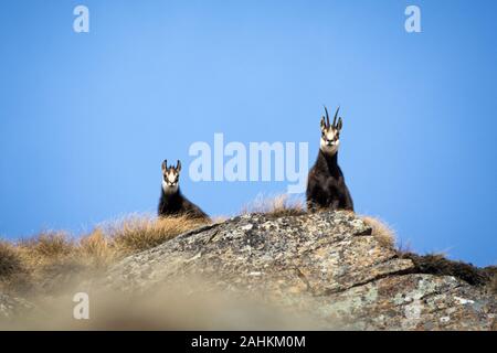 Mère chamois et chiot sur les Alpes italiennes en hiver. Parc National du Gran Paradiso, Italie Banque D'Images