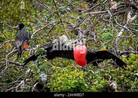 La frégate magnifique oiseau dans l'habitat naturel des îles à Belize Banque D'Images