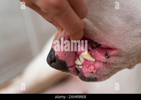 Contrôle dentaire de dents de bull terrier blanc Banque D'Images