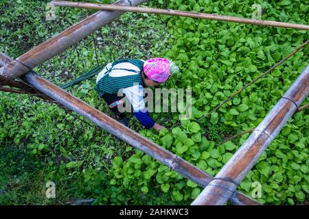 Un villageois dans les récoltes des légumes chinois Ping An, Guangxi, Chine Banque D'Images