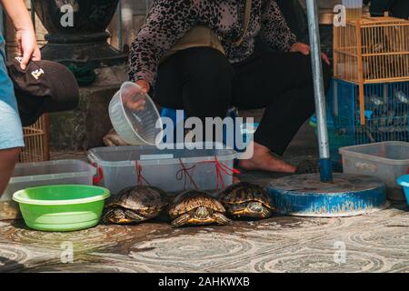 Une femme de l'eau éclabousse sur les tortues vivantes qu'elle est en vente sur la route, près du lac Tây Hồ, Hanoi, Vietnam Banque D'Images