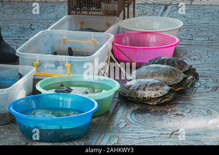 Les tortues vivent à vendre, conservés dans des contenants en plastique et attaché avec de la ficelle sur la route, près du lac Tây Hồ, Hanoi, Vietnam Banque D'Images