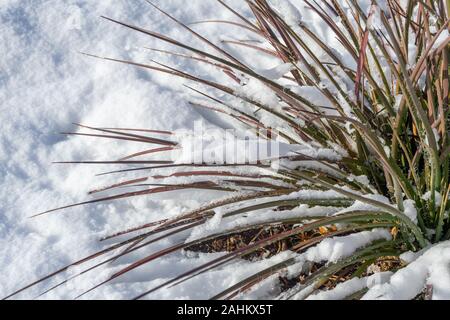 Aiguilles droites d'un yucca rouge dans la neige. Banque D'Images