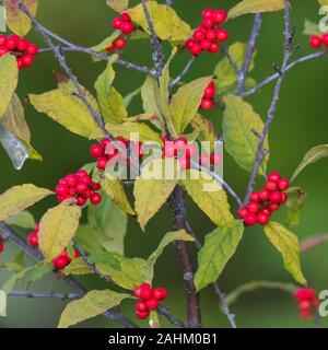 De plus en plus Winterberry dans le nord du Wisconsin. Banque D'Images