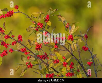 De plus en plus Winterberry dans le nord du Wisconsin. Banque D'Images