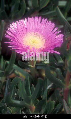 SPECTIBILIS LAMPRANTHUS ROSE (final) de la fabrique de glace est une vivace TENDRE AVEC UNE HABITUDE DE VASTES ET EST UNE EXCELLENTE PLANTE COUVRE-SOL. Banque D'Images