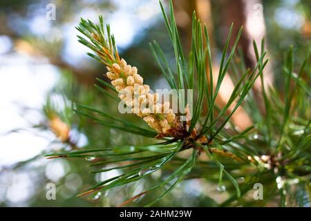 Sur le strobile pin (Pinus sylvestris) Banque D'Images