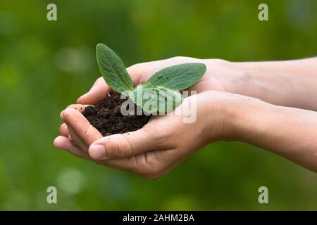Mains de femmes avec des semis sur sol arrière-plan flou Banque D'Images