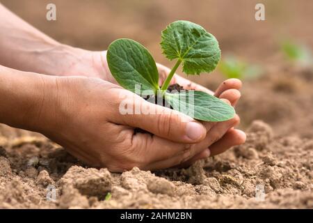 Des semis de courgette avec de la terre dans les mains d'une femme Banque D'Images