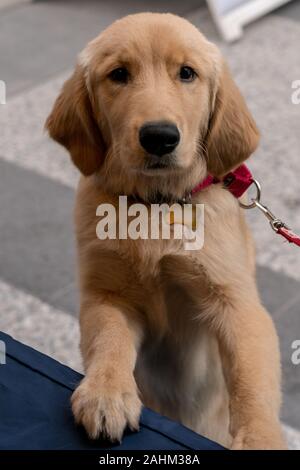 Chien chiot Golden Retriever (nom scientifique : Canis lupus familiaris) Banque D'Images
