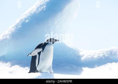 Adele Penguin dans l'Antarctique Banque D'Images