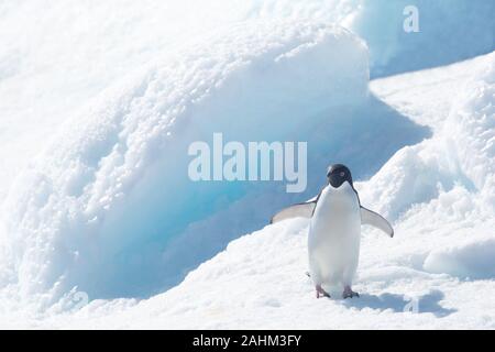 Adele Penguin dans l'Antarctique Banque D'Images