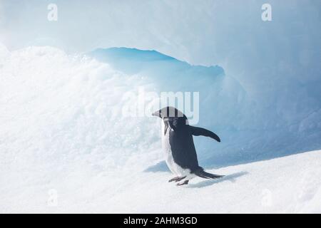 Adele Penguin dans l'Antarctique Banque D'Images