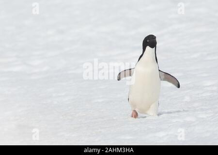 Adele Penguin dans l'Antarctique Banque D'Images