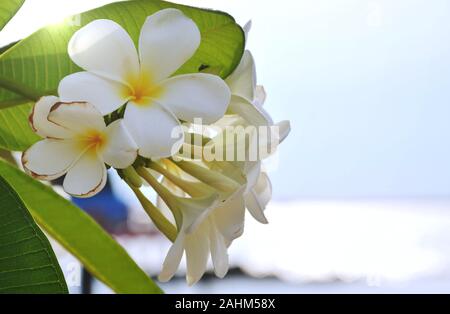 Plumeria ou temple tree fleur blanche qui fleurit dans le jardin Banque D'Images