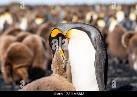 King Penguin en Géorgie du Sud, l'Antarctique Banque D'Images