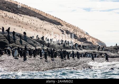 Adele énorme colonie de pingouins à l'Antarctique, îles Danger Banque D'Images