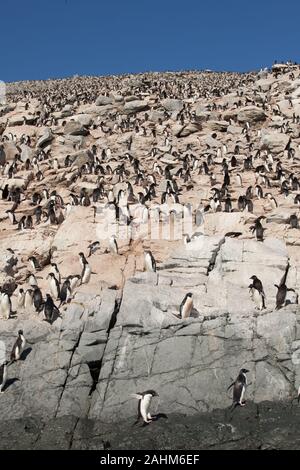 Adele énorme colonie de pingouins à l'Antarctique, îles Danger Banque D'Images