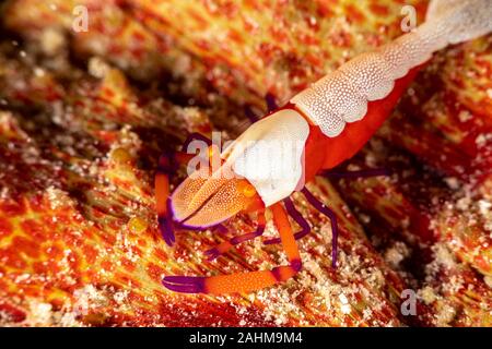 L'empereur, la crevette Periclimenes imperator, est un organisme de crevettes avec une large distribution à travers l'Indo-Pacifique Banque D'Images