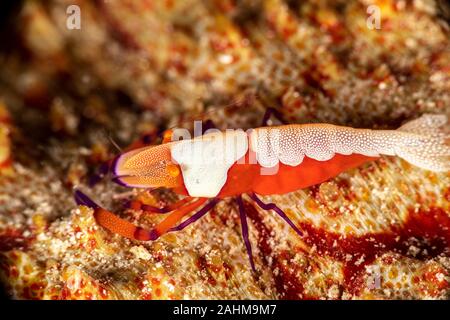 L'empereur, la crevette Periclimenes imperator, est un organisme de crevettes avec une large distribution à travers l'Indo-Pacifique Banque D'Images