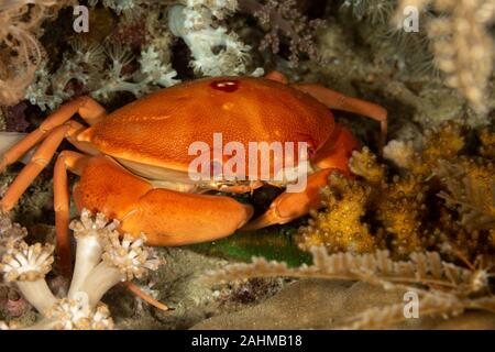 Une espèce de crabe qui vit dans l'Indo-Pacifique, de l'Ohio à la mer Rouge et l'Afrique du Sud, Carpilius convexus Banque D'Images