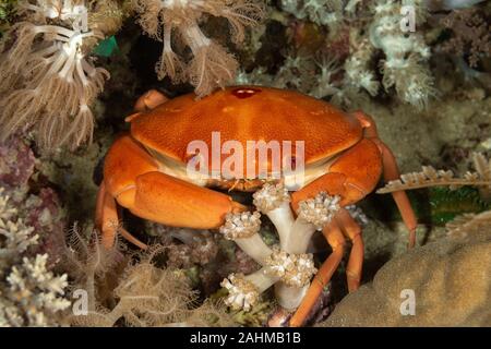 Une espèce de crabe qui vit dans l'Indo-Pacifique, de l'Ohio à la mer Rouge et l'Afrique du Sud, Carpilius convexus Banque D'Images