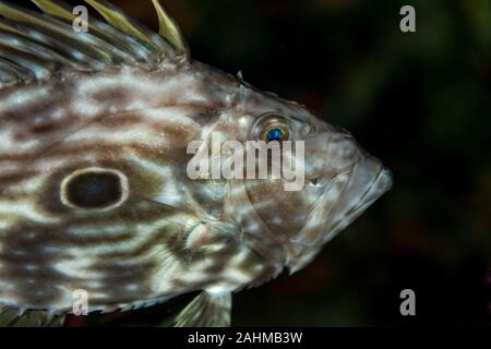 John Dory, St Pierre ou Peter's Fish, fait référence à poissons du genre Zeus, en particulier Zeus faber Banque D'Images