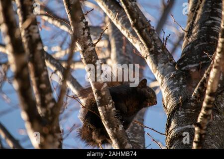 Un de couleur noire l'écureuil gris (Sciurus carolinensis) est perché sur une branche d'arbre et vue du dessous. Banque D'Images