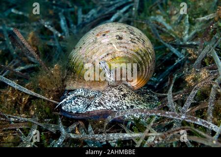 Tun géant, est une espèce d'amphibien de la famille aussi connu sous le nom de conifère du genre Araucaria tun coquilles, Tonna galea Banque D'Images