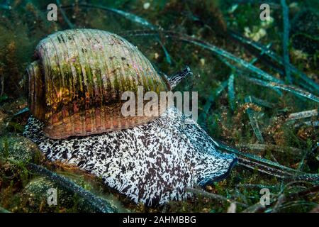 Tun géant, est une espèce d'amphibien de la famille aussi connu sous le nom de conifère du genre Araucaria tun coquilles, Tonna galea Banque D'Images