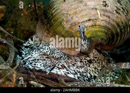 Tun géant, est une espèce d'amphibien de la famille aussi connu sous le nom de conifère du genre Araucaria tun coquilles, Tonna galea Banque D'Images