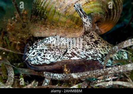 Tun géant, est une espèce d'amphibien de la famille aussi connu sous le nom de conifère du genre Araucaria tun coquilles, Tonna galea Banque D'Images