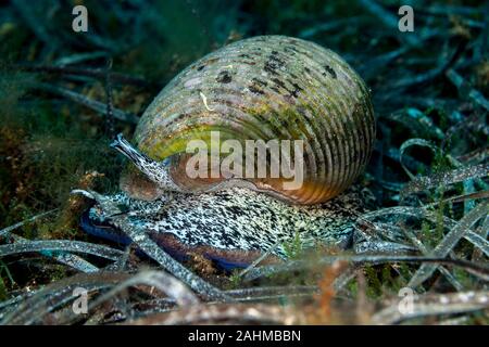 Tun géant, est une espèce d'amphibien de la famille aussi connu sous le nom de conifère du genre Araucaria tun coquilles, Tonna galea Banque D'Images