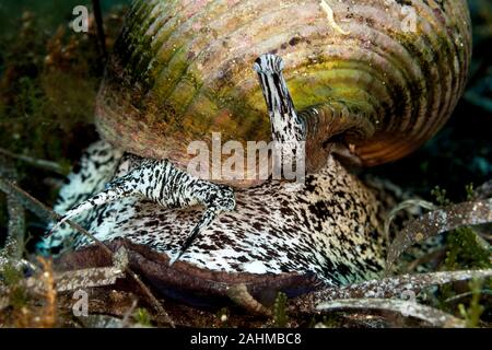 Tun géant, est une espèce d'amphibien de la famille aussi connu sous le nom de conifère du genre Araucaria tun coquilles, Tonna galea Banque D'Images