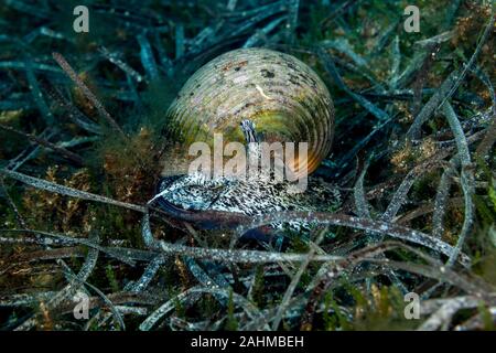 Tun géant, est une espèce d'amphibien de la famille aussi connu sous le nom de conifère du genre Araucaria tun coquilles, Tonna galea Banque D'Images