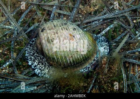 Tun géant, est une espèce d'amphibien de la famille aussi connu sous le nom de conifère du genre Araucaria tun coquilles, Tonna galea Banque D'Images