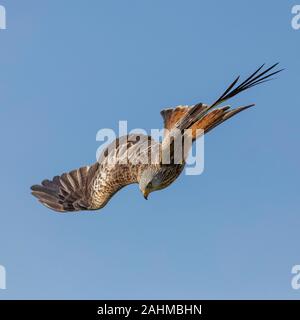 Plongée Red Kite Banque D'Images