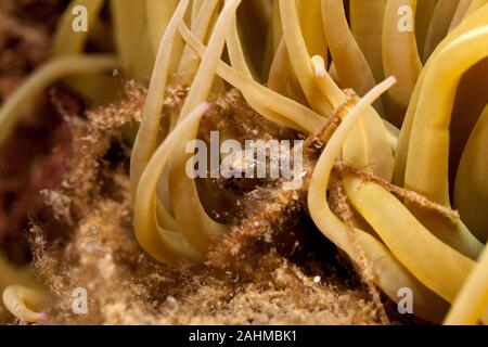 Crabe araignée inachus phalangium, et snakelocks anemone Banque D'Images