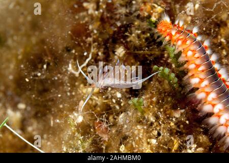 Belle méditerranée slug Cratena peregrina et barbu une tordeuse des canneberges (Hermodice carunculata) est un type d'bristleworm marins appartenant à l'ampli Banque D'Images