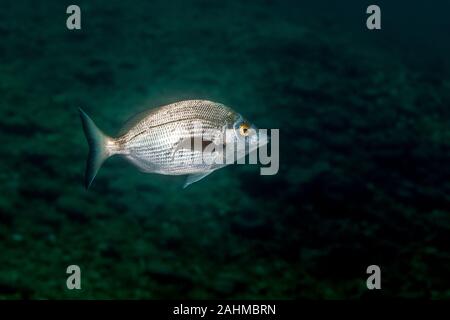 L'sargo ou blanc de la dorade, Diplodus sargus est une espèce de la dorade Banque D'Images