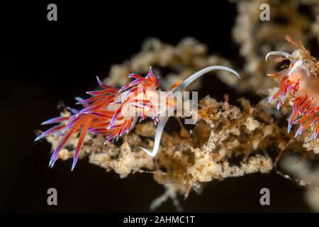 Cratena peregrina, nudibranches tricolore Banque D'Images