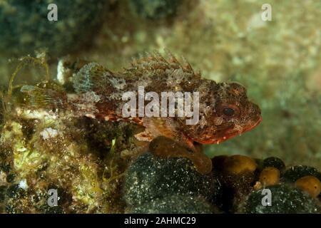 Petites rascasses rouges, Scorpaena notata Banque D'Images