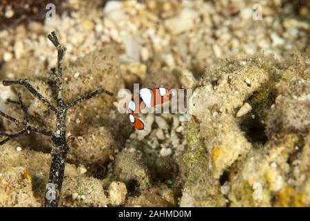 Napoléon, clown de l'Afrique de l'allocoris gaimard, African coris, Clown Napoléon, Gaimard's wrasse, Rainbow wrasse, Yellowtail coris Banque D'Images