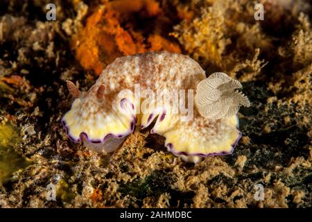 Goniobranchus aureopurpureus est une espèce de limace de mer très coloré, un dorid nudibranche de la famille Chromodorididae Banque D'Images