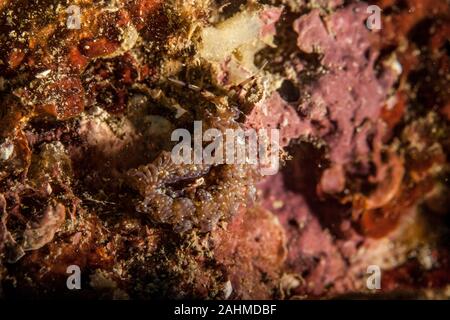 Pteraeolidia ianthina est une limace de mer, un aeolid nudibranche de la famille Facelinidae Banque D'Images