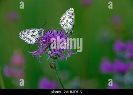 Papillon blanc marbré mâle Melanargia galathea sur Chiltern hills d'argent Banque D'Images