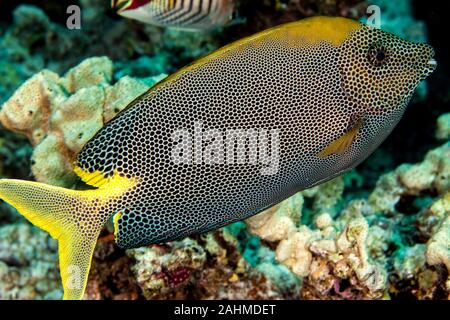 Siganus stellatus (Forsskål, 1775), brown-spotted sigan marbré Banque D'Images